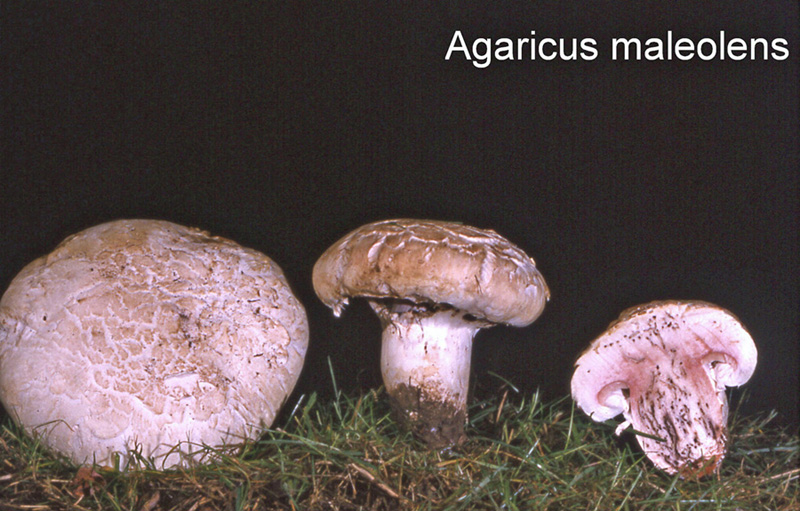 Agaricus maleolens-amf167.jpg - Agaricus maleolens ; Syn1: Psalliota ingrata ; Syn2: Agaricus ingratus ; Nom français: Agaric malodorant